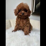 Toy Poodle - Both