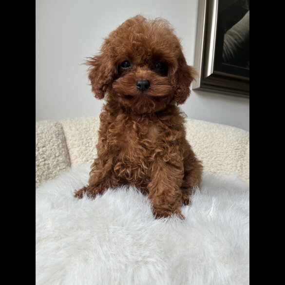 Toy Poodle - Both