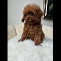 Toy Poodle - Both