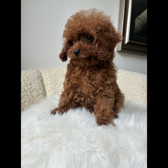 Toy Poodle - Both