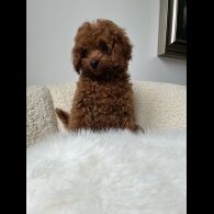 Toy Poodle - Both
