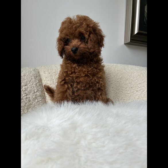 Toy Poodle - Both