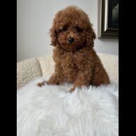 Toy Poodle - Both