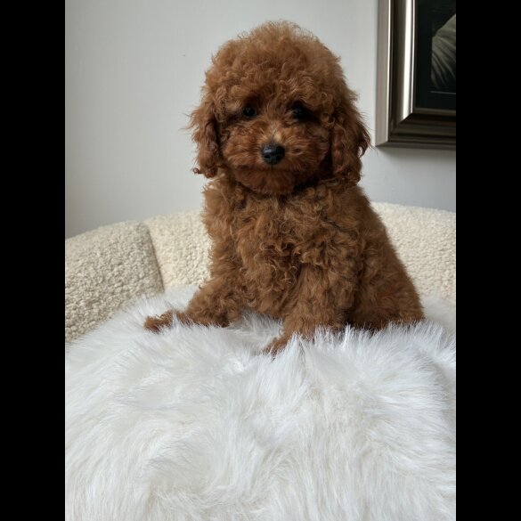 Toy Poodle - Both