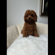 Toy Poodle - Both