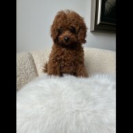 Toy Poodle - Both