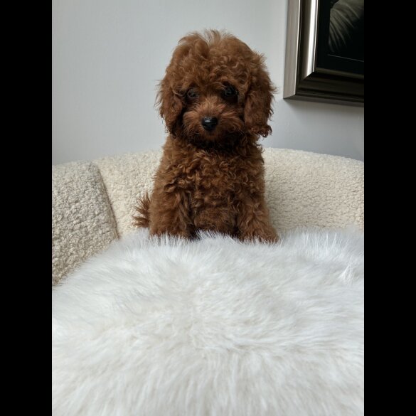 Toy Poodle - Both
