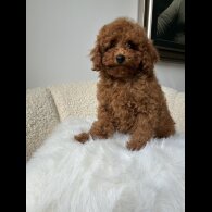 Toy Poodle - Both