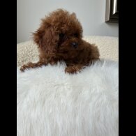 Toy Poodle - Both