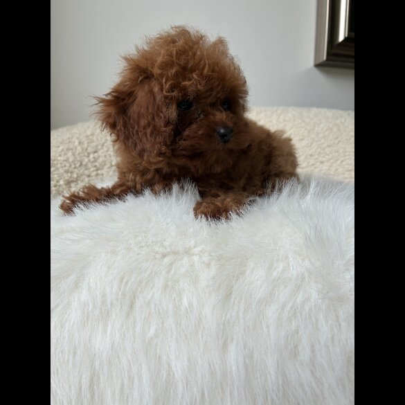 Toy Poodle - Both