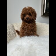 Toy Poodle - Both