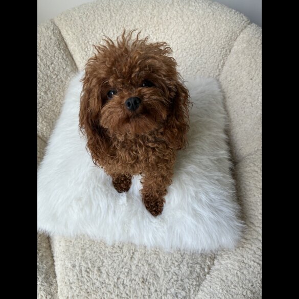 Toy Poodle - Both