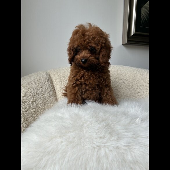 Toy Poodle - Both