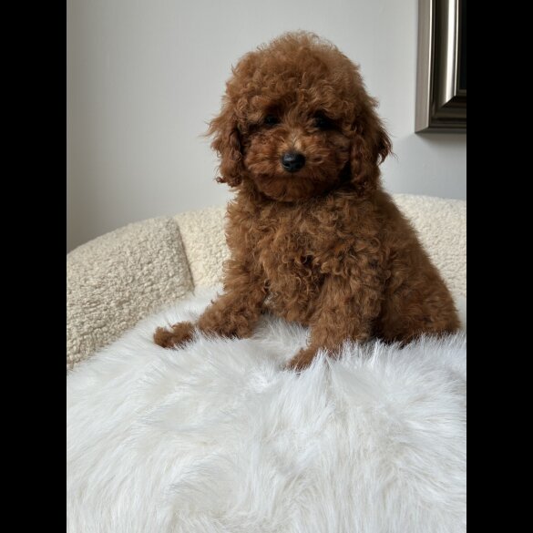 Toy Poodle - Both