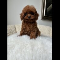 Toy Poodle - Both