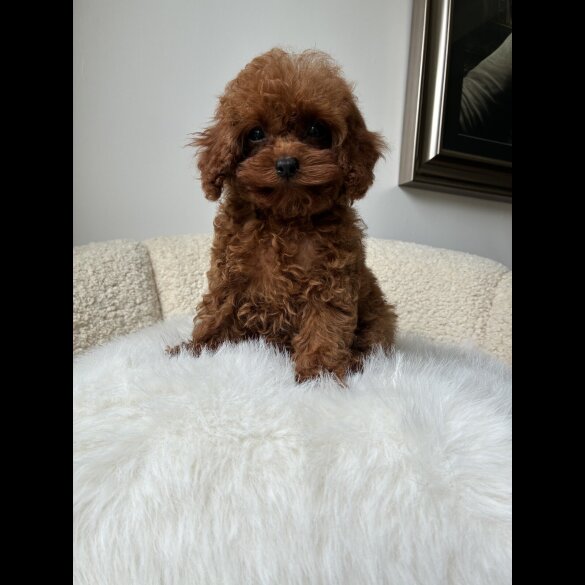 Toy Poodle - Both