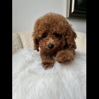 Toy Poodle - Both