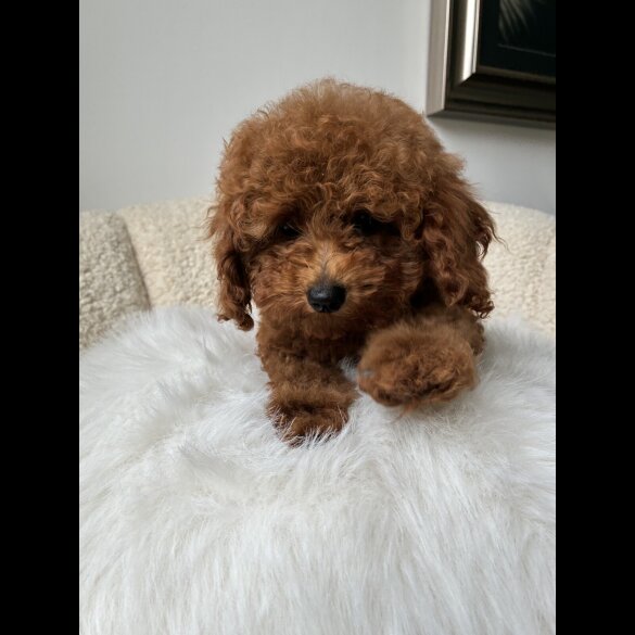 Toy Poodle - Both