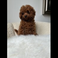 Toy Poodle - Both