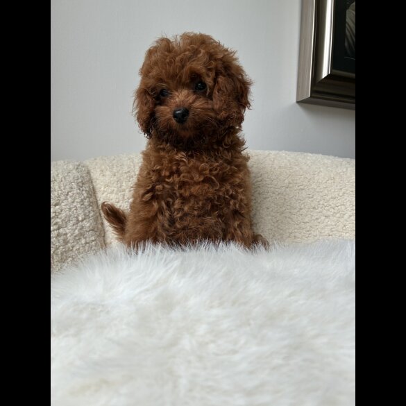 Toy Poodle - Both