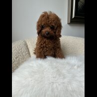 Toy Poodle - Both