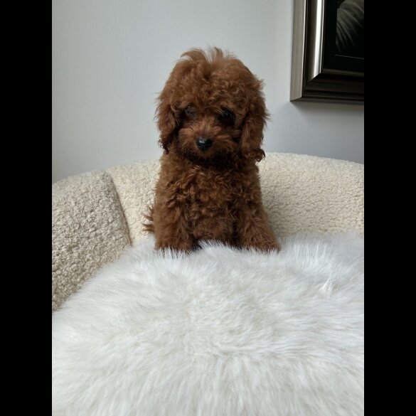 Toy Poodle - Both