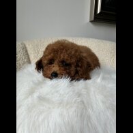 Toy Poodle - Both