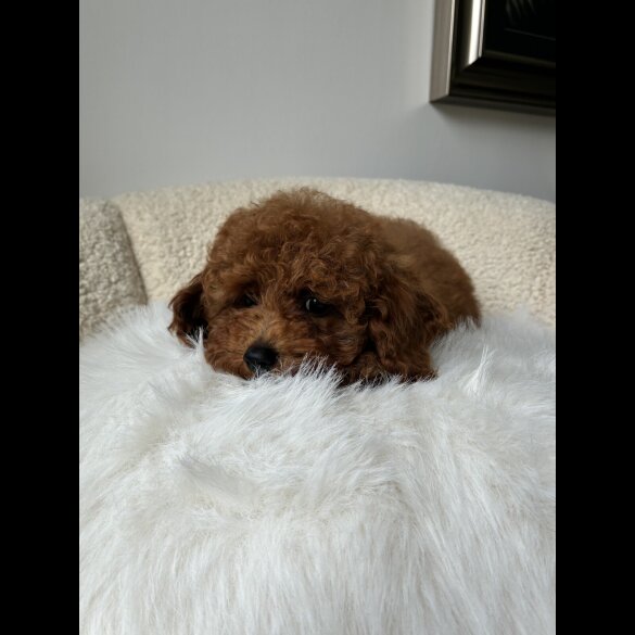 Toy Poodle - Both