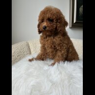 Toy Poodle - Both