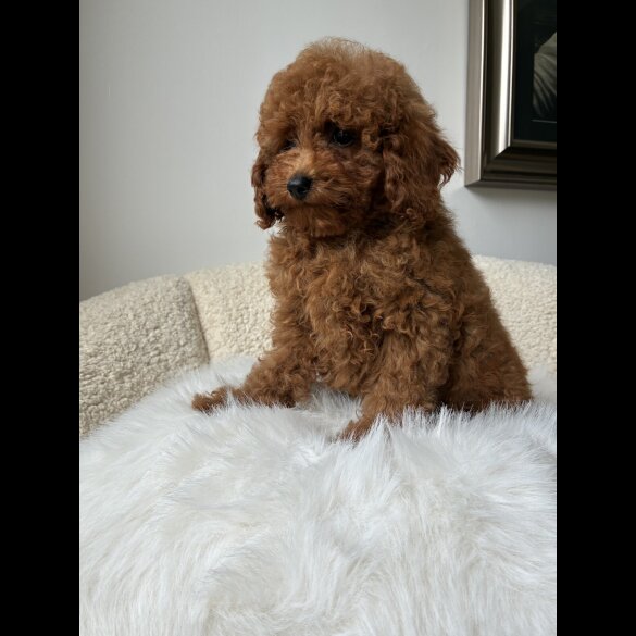 Toy Poodle - Both