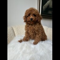 Toy Poodle - Both