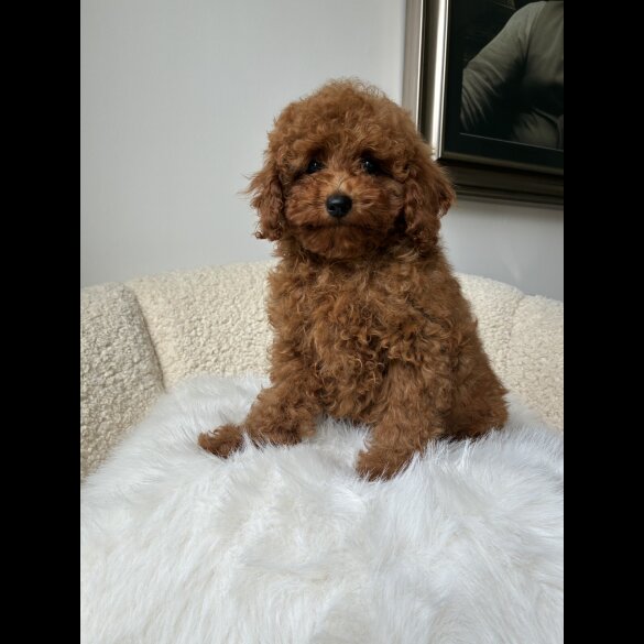 Toy Poodle - Both
