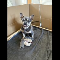 French Bulldog - Both