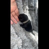 French Bulldog - Both
