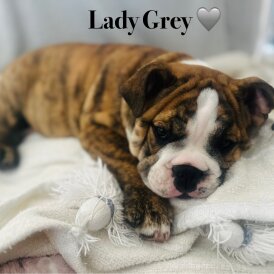 English Bulldog - Both