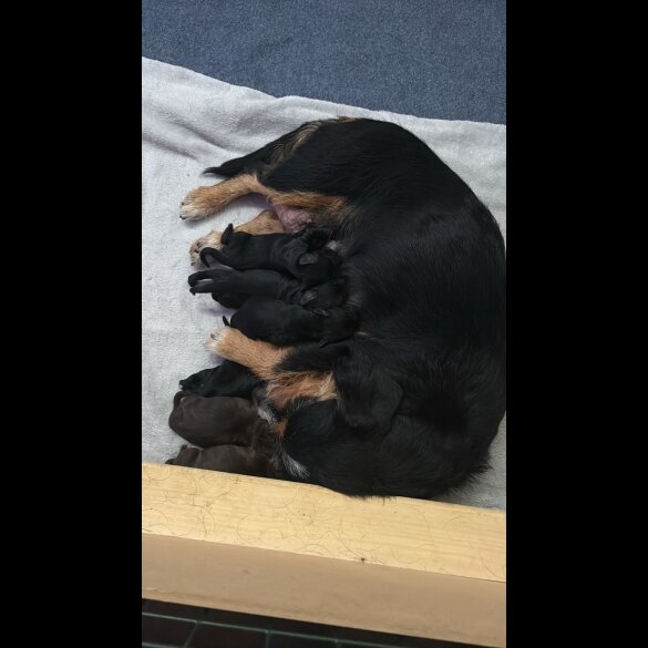 Mixed Breed - Both