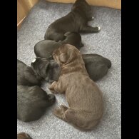 Mixed Breed - Both