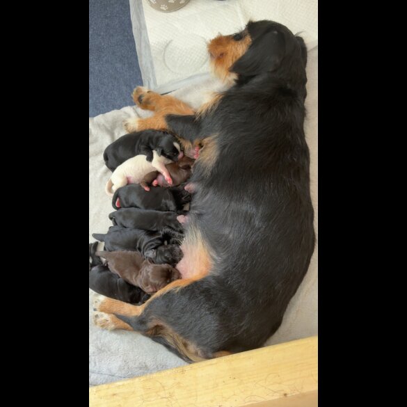 Mixed Breed - Both
