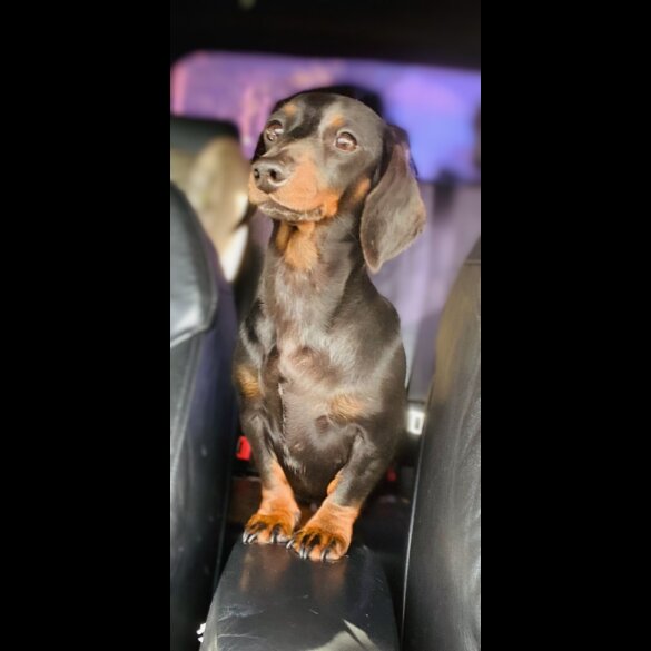 Dachshund (Smooth Haired) - Both