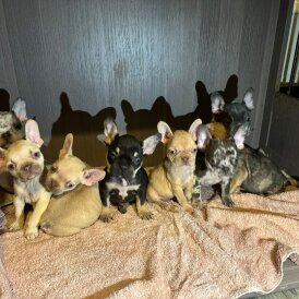 French Bulldog - Both