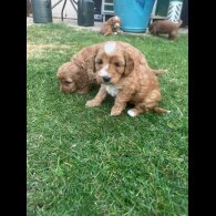 Cockapoo - Both