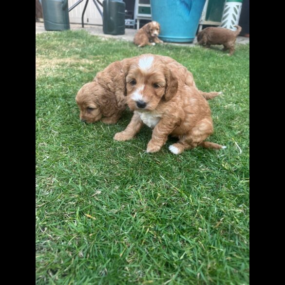 Cockapoo - Both