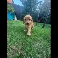 Cockapoo - Both
