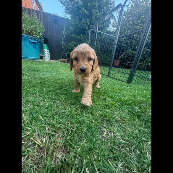 Cockapoo - Both