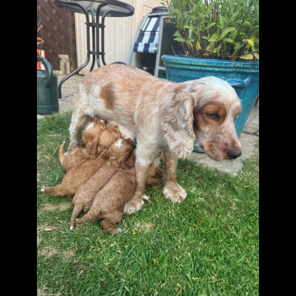 Cockapoo - Both