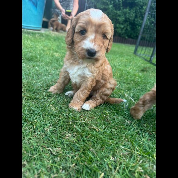 Cockapoo - Both