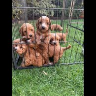 Cockapoo - Both