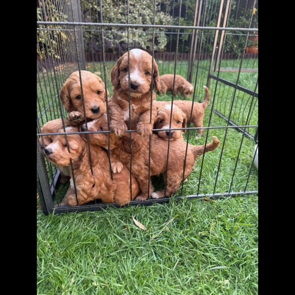 Cockapoo - Both