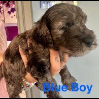 Cockapoo - Both