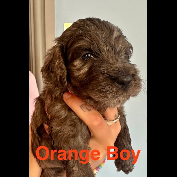 Cockapoo - Both